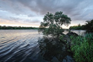 A falling tree in the Ile de la Visitation park, Montreal, Quebec, Canada